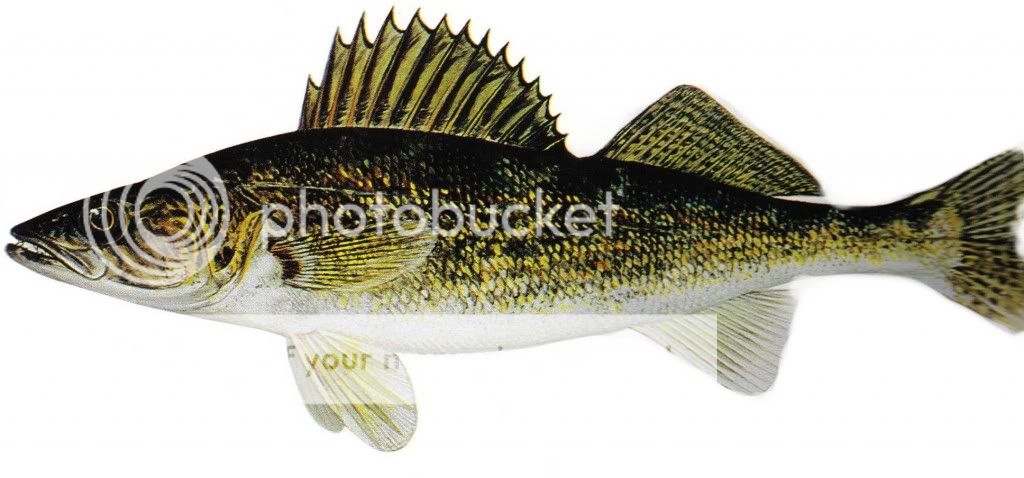 Ice Fishing Walleye