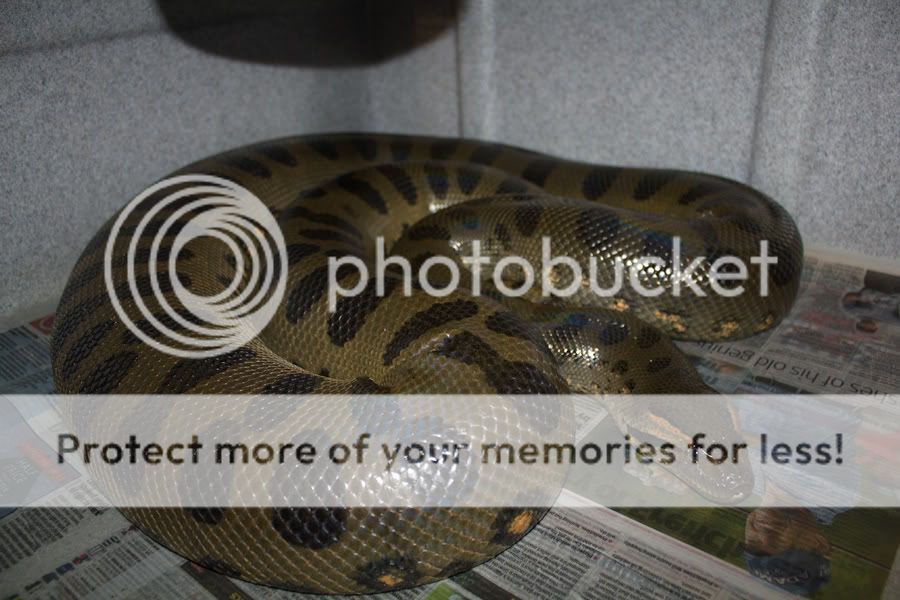 uniquely anaconda