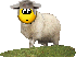 photo llama-1.gif