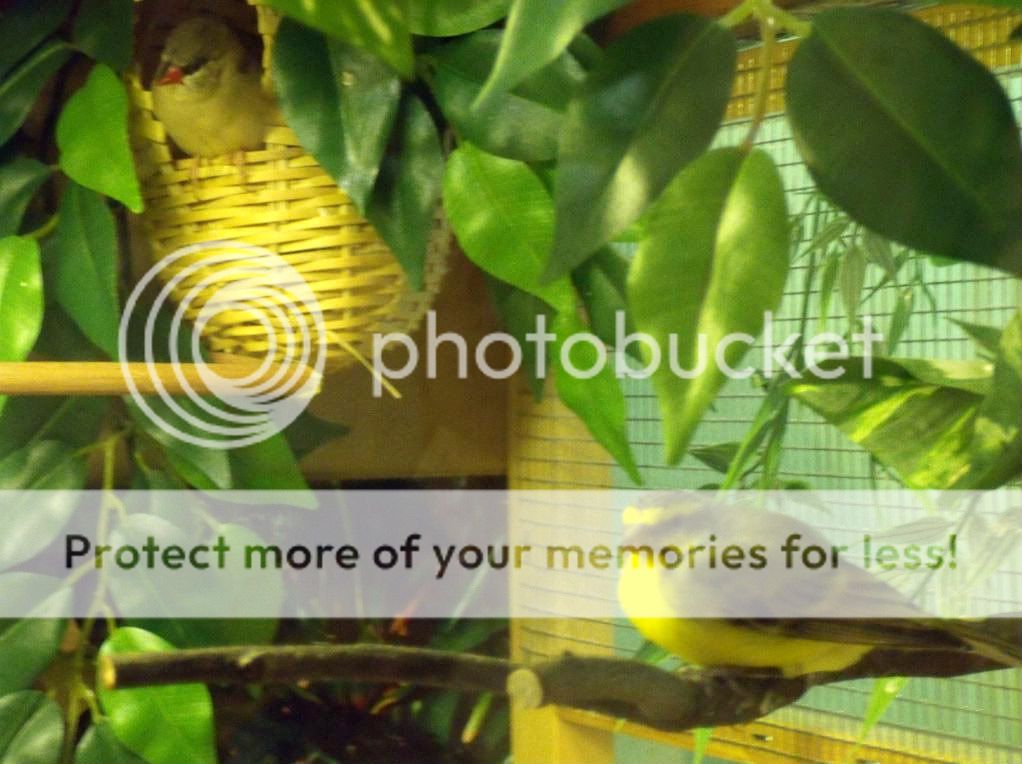 FINCHforum • View topic - My Green Singer