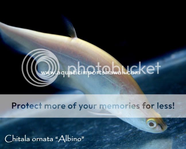 Albino Clown Knife Pics | MonsterFishKeepers.com