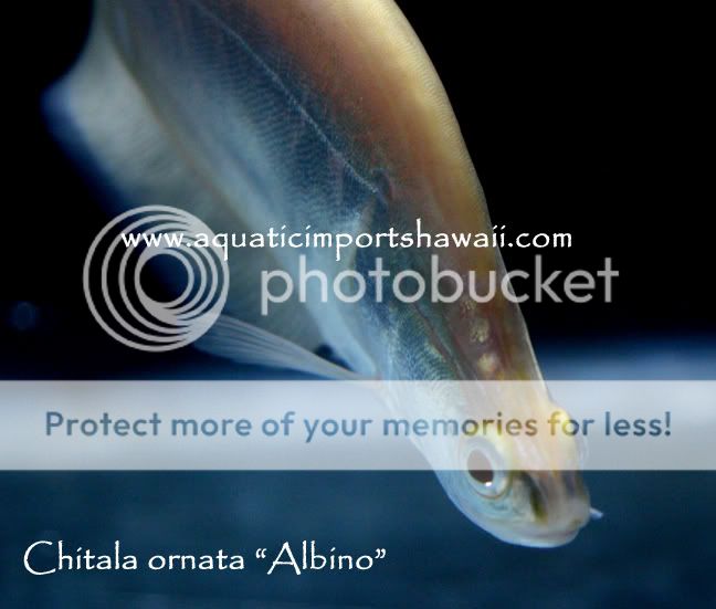 Albino Clown Knife Pics